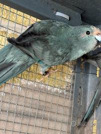 Kakariki pronti alla riproduzione