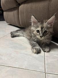 Cuccioli Maine Coon