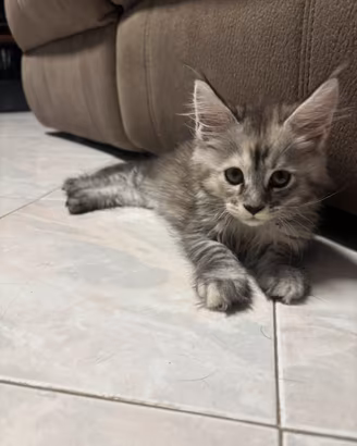 Cuccioli Maine Coon