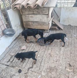 Cuccioli di Jagd Terrier