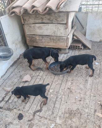 Cuccioli di Jagd Terrier