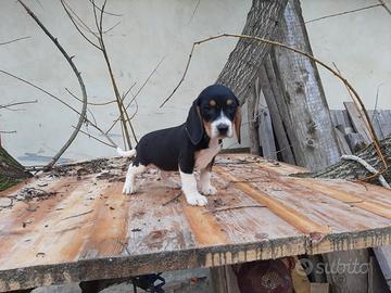 Beagle tricolore cuccioli dolcissimi