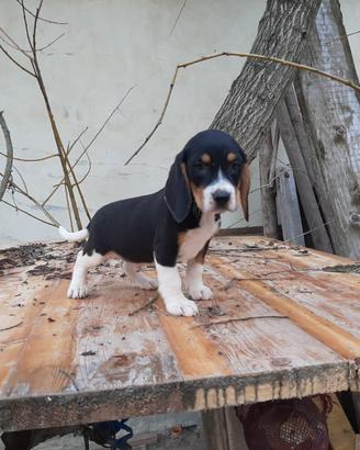 Beagle tricolore cuccioli dolcissimi