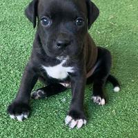 Cuccioli di Staffordshire Bull Terrier