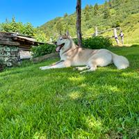 Husky per monta con pedigree