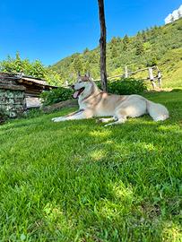 Husky per monta con pedigree