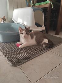 Gattino munchkin a zampe lunghe