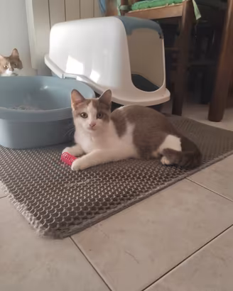 Gattino munchkin a zampe lunghe