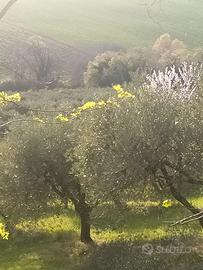 Terreno a Uliveto