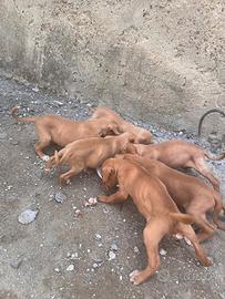Cuccioli di cirneco dell Etna e furetti