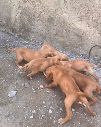 Cuccioli di cirneco dell Etna e furetti