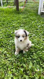 Cuccioli pastore australiano blue merle