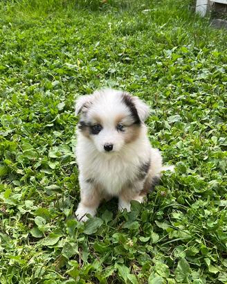 Cuccioli pastore australiano blue merle