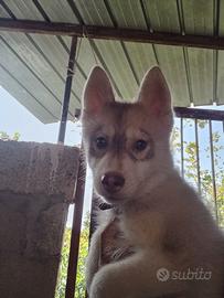 Siberian husky