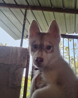 Siberian husky