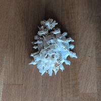 Splendida conchiglia 