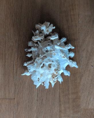 Splendida conchiglia 