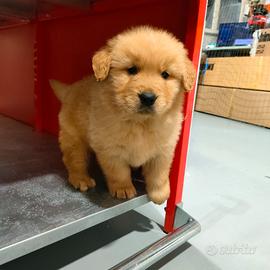 Golden retriever cuccioli