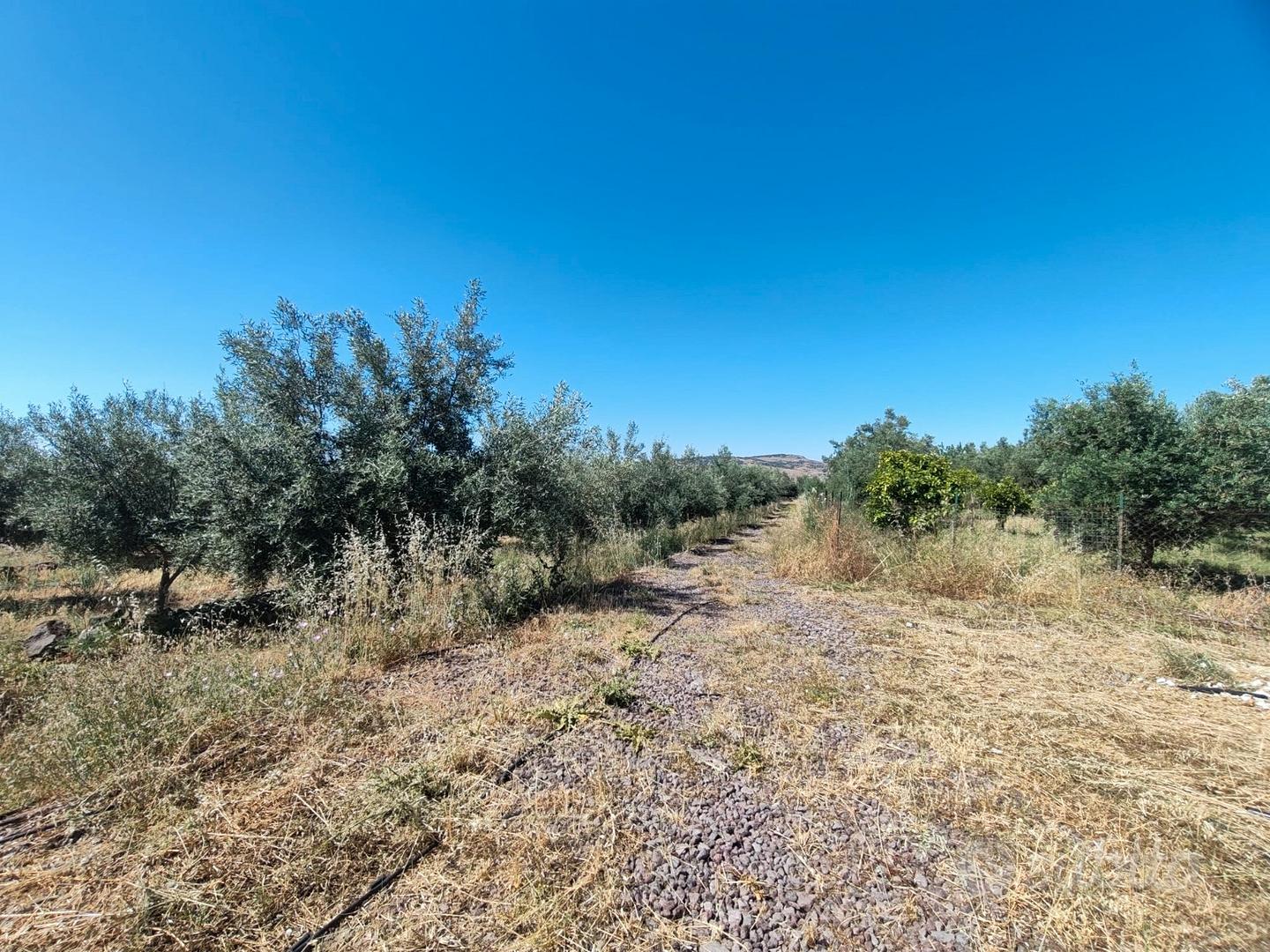 Uliveto con caseggiati - Vista 3