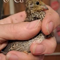 Pulcini moroseta SILKIE di pochi giorni