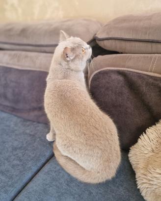 British Shorthair Lilac 4 anni