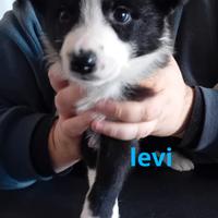 3 cuccioli border collie con pedigree