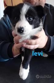 3 cuccioli border collie con pedigree