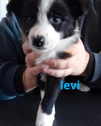 3 cuccioli border collie con pedigree