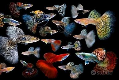 Pesci Guppy Endler - Poecilia reticulata, 10 o più