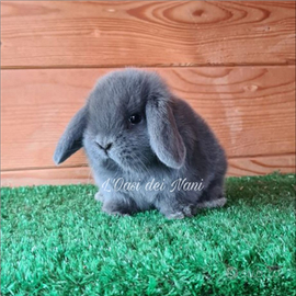 Cuccioli di coniglio di razza Ariete Nano Blu