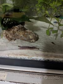 Pangio kuhli-pesci da fondo