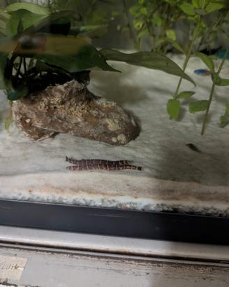 Pangio kuhli-pesci da fondo