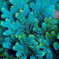 Talee di Selaginella Uncinata