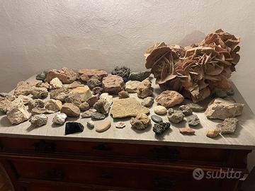 Grande rosa del deserto e ammoniti