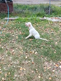 Setter inglese femmina