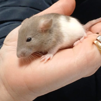 Rattini da compagnia