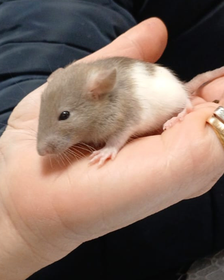 Rattini da compagnia