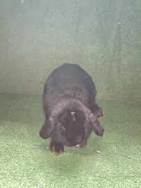 Coniglietti ariete nano uno nero e uno blu maschi