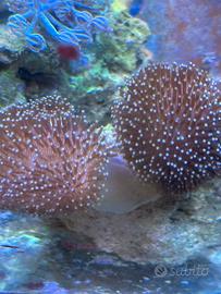 Acquario Marino