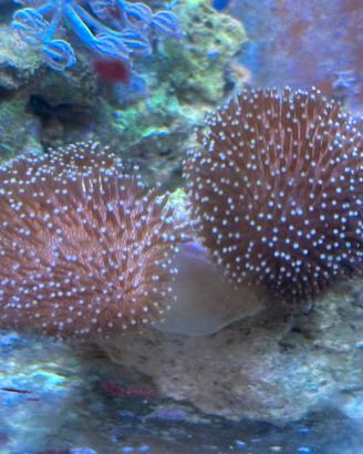 Acquario Marino