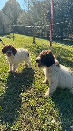 Lagotto romagnolo con ottimi certificati