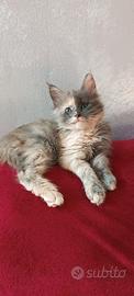 Astrid gatta Maine Coon con pedigree