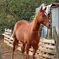 Cavallo quarter per appaolosa bollino oro