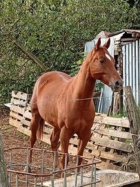Cavallo quarter per appaolosa bollino oro