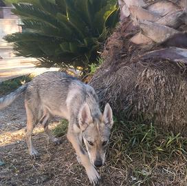 3 Cuccioli Cane Lupo Cecoslovacco ENCI
