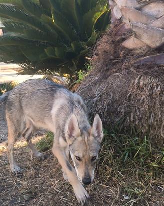 3 Cuccioli Cane Lupo Cecoslovacco ENCI