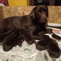 Cuccioli di labrador chocolaté