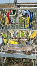 Cocorite varie colorazioni