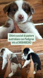 cuccioli Pastore Australiano 