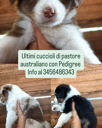 cuccioli Pastore Australiano 